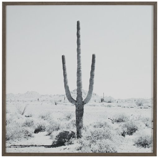 Amazon Brand – Stone & Beam Modern Black and White Desert Cactus Photo on Wood, Grey Frame, 12" x 12"