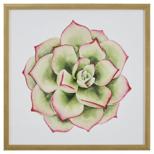 Amazon Brand – Stone & Beam Modern Green and Pink Tipped Succulent Print Wall Art Decor - 20" x 20" Frame, Light Gold