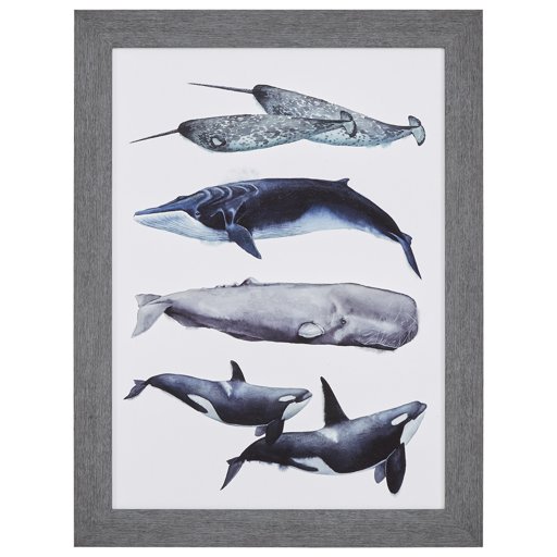 Amazon Brand – Stone & Beam Rustic Whale Species Print, Grey Frame, 32" x 44"