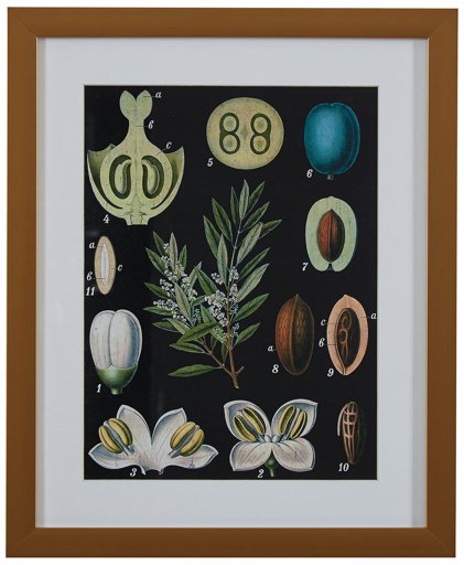 Amazon Brand – Rivet Blue and Green Mid-Century Modern Botanical Anatomy in Gold Frame Print Wall Art, 13" x 15"