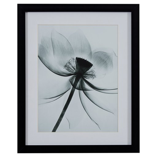 Amazon Brand – Rivet Matted Flower X-Ray Photograph, Black Frame, 18" x 22"