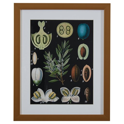 Amazon Brand – Rivet Blue and Green Mid-Century Modern Botanical Anatomy in Gold Frame Print Wall Art, 18" x 22"