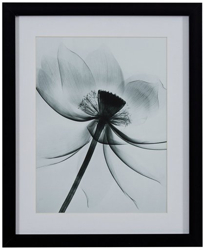 Amazon Brand – Rivet Matted Flower X-Ray Photograph, Black Frame, 13" x 15"