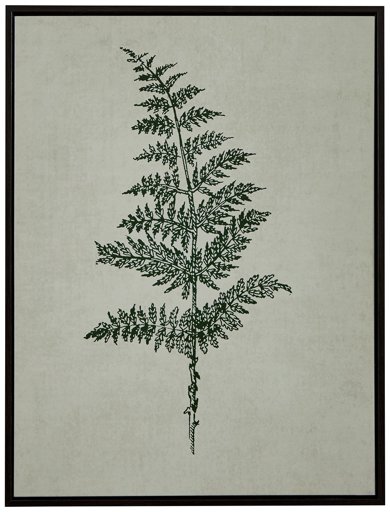 Amazon Brand – Stone & Beam Modern Print Wall Art of Green Fern, Espresso-Color Frame, 17.75" x 21.75"