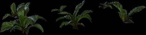 Anthurium Botany 01