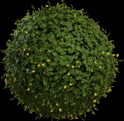 Celandine 01