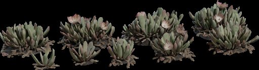 Cheiridopsis Succulent