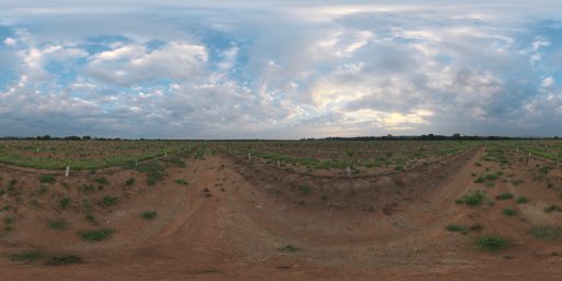 Citrus Orchard
