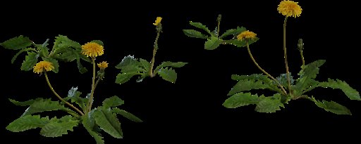 Dandelion 01