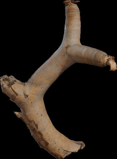 Dead Quiver Branch 01