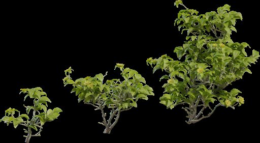 Didelta Spinosa