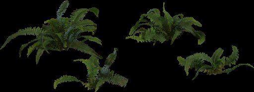 Fern 02