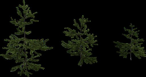 Fir Sapling