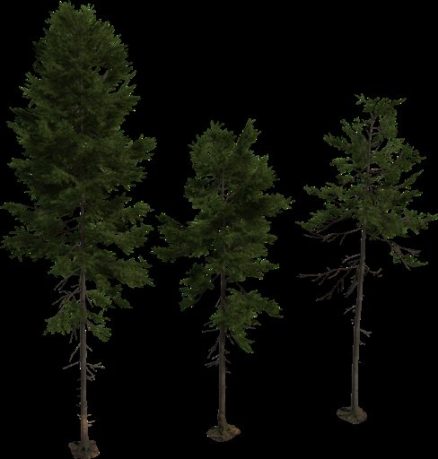 Fir Tree 01