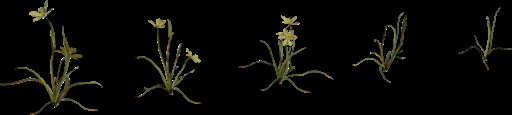 Flower Empodium