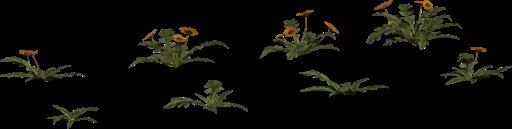 Flower Gazania