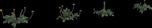 Flower Stinkkruid