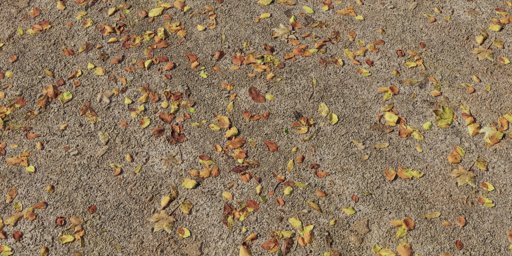Forest Floor