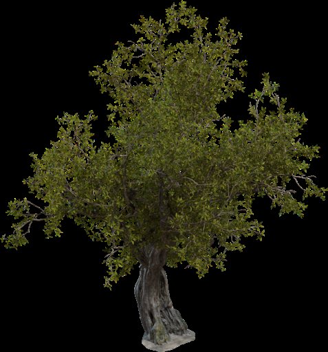 Island Tree 01