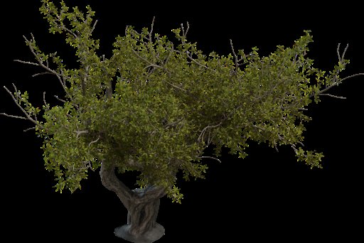 Island Tree 02