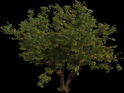 Jacaranda Tree