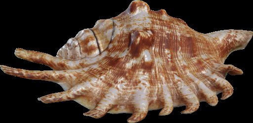 Lambis Shell