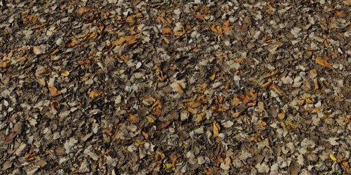Leaves Forest Ground