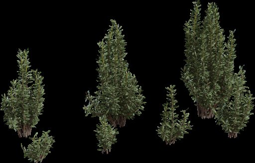 Othonna Cerarioides