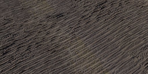 Palm Bark