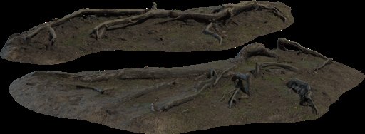 Pine Roots