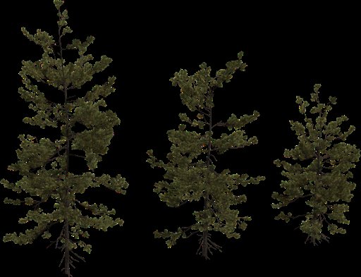 Pine Sapling Medium