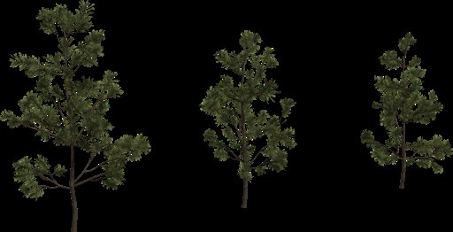 Pine Sapling Small