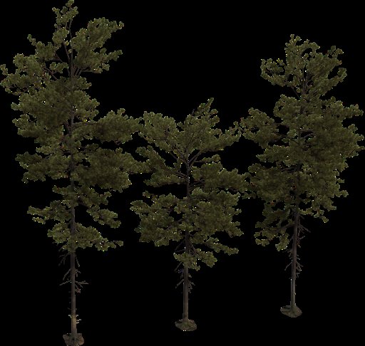 Pine Tree 01