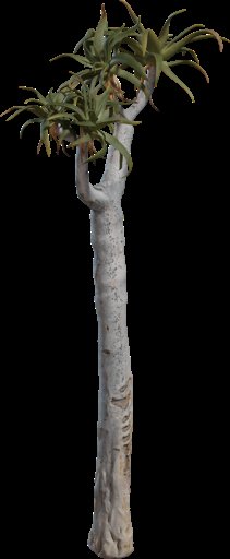 Quiver Tree 01