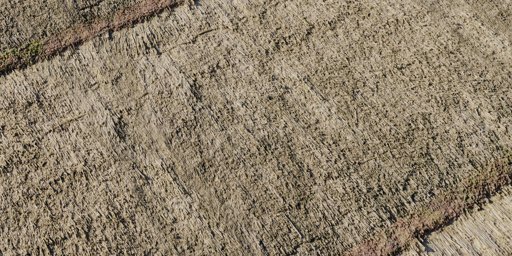 Reed Roof 04