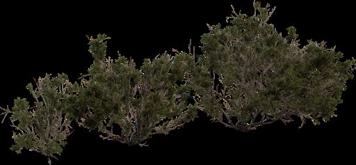 Searsia Burchellii