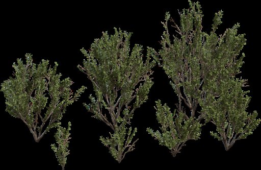 Searsia Lucida