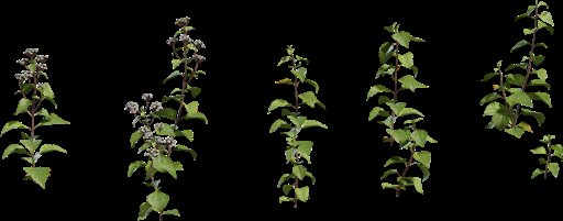 Shrub 01