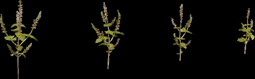 Shrub 03