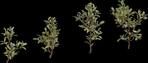 Shrub 04