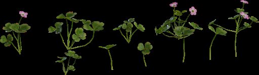 Shrub Sorrel 01