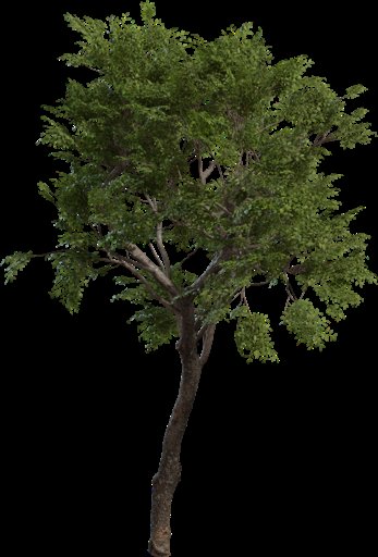 Tree Small 02