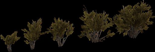 Wild Rooibos Bush